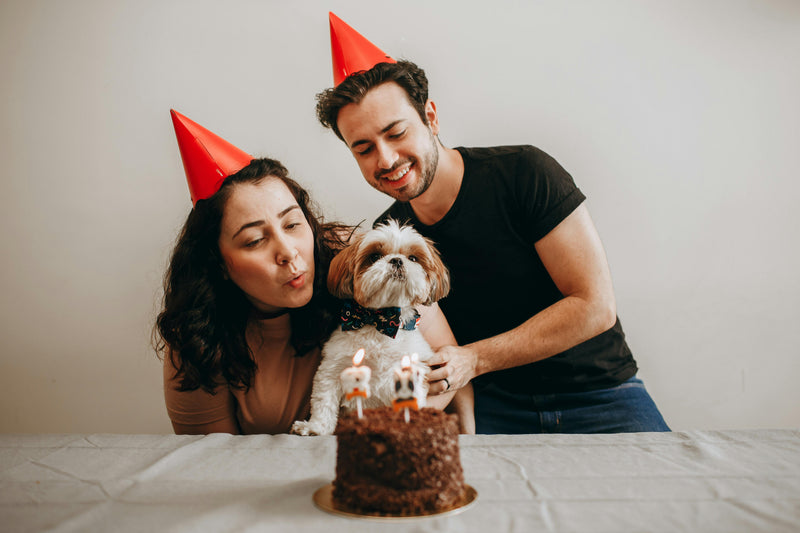 On fête l'anniversaire de votre chien.