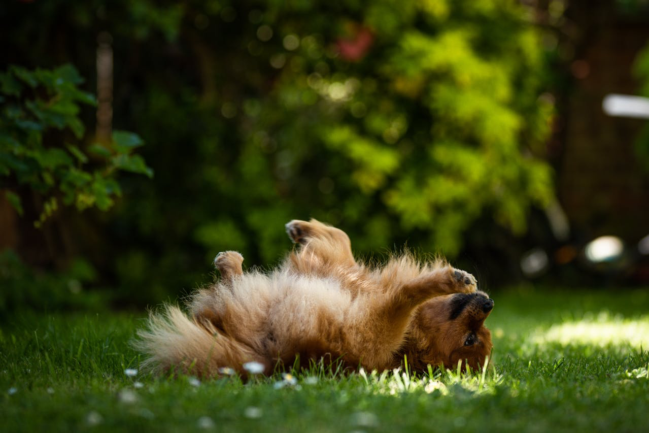 Pourquoi mon chien se roule pendant la balade ? – Jagger Lewis