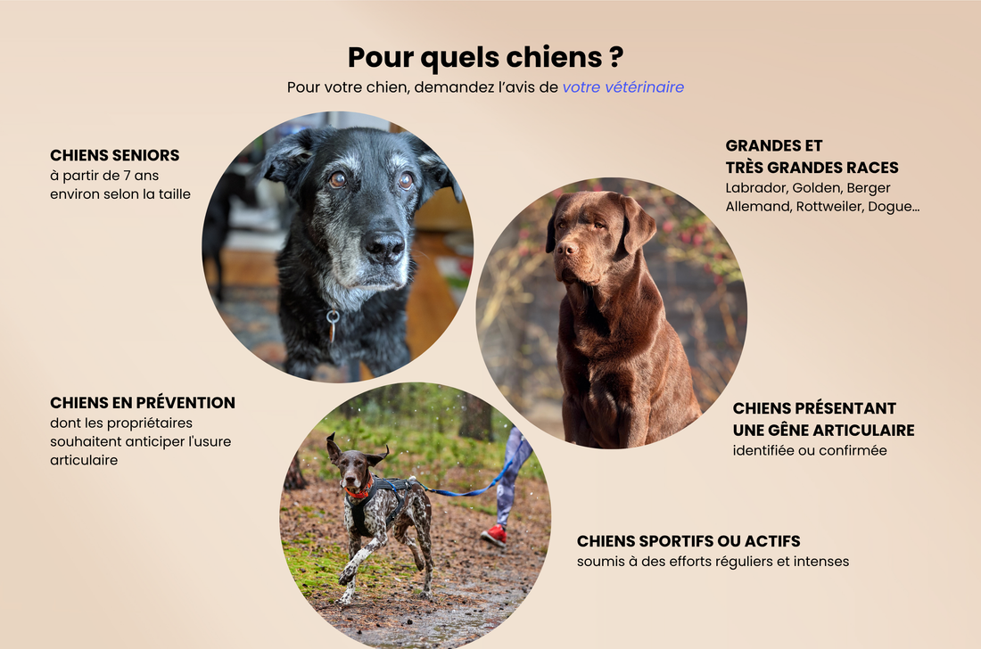 Complément articulations - Chien
