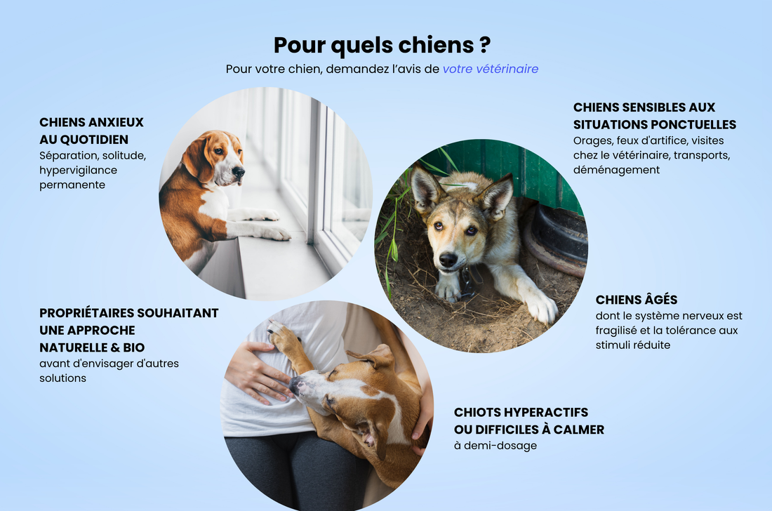 Complément anti-stress et calme Bio - Chien 
