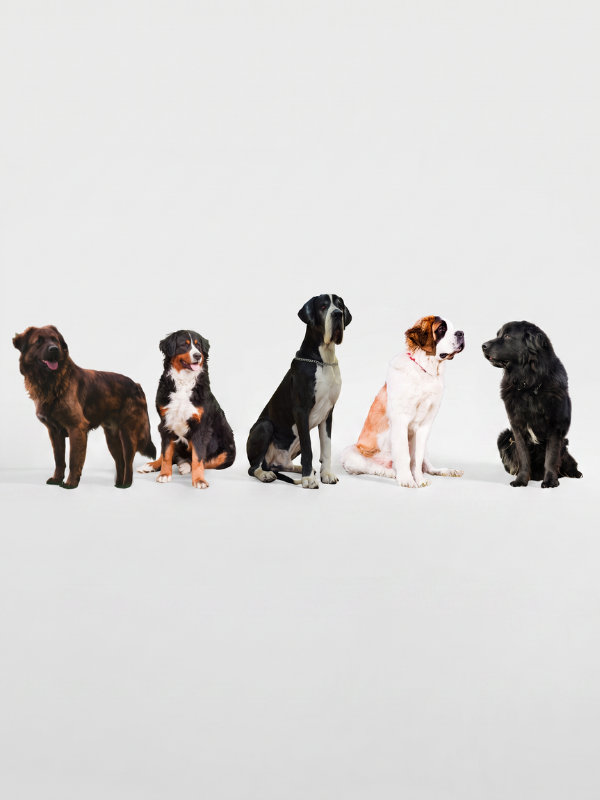 Chiens de montagne & grands gabarits
