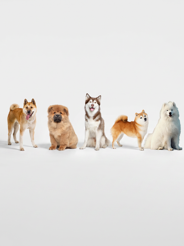 Chiens nordiques & de traîneau