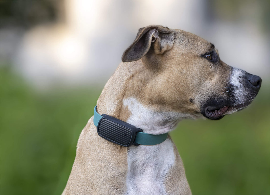 Collier GPS pour chien sans abonnement