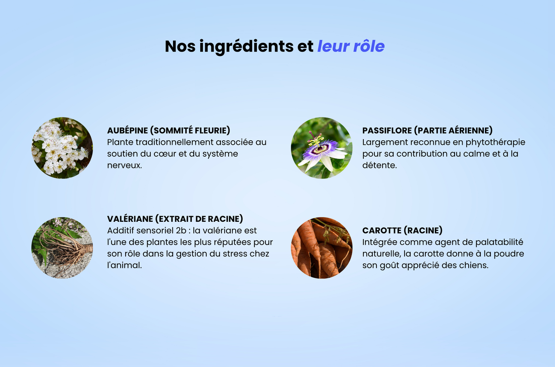 Ingrédients complément anti-stress et calme chien bio – aubépine France passiflore Italie valériane