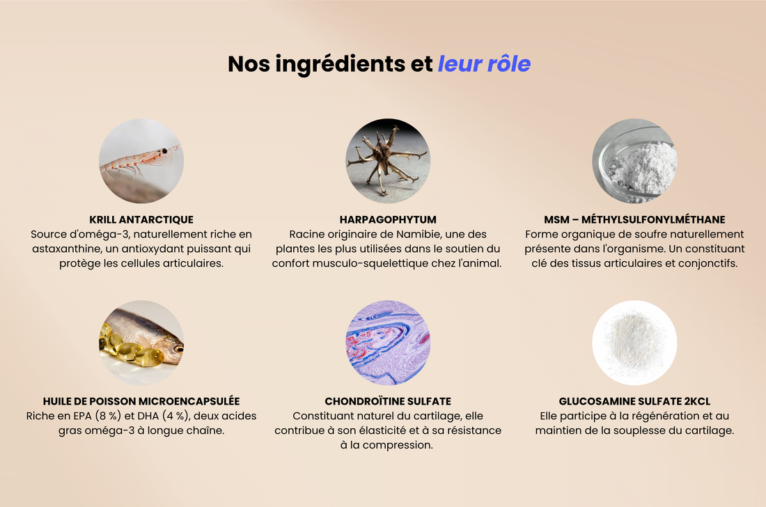 Ingrédients complément articulations chien  – krill antartique, MSM, harpagophytum