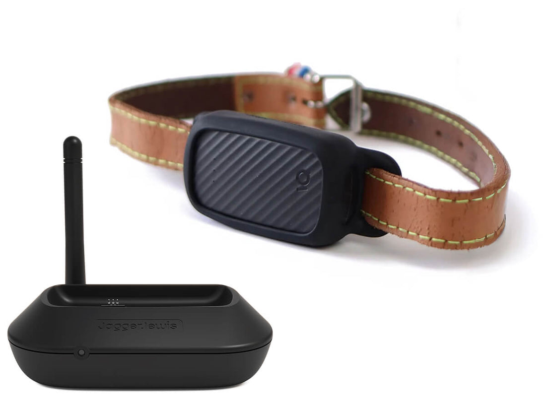 Collier GPS pour chien sans abonnement