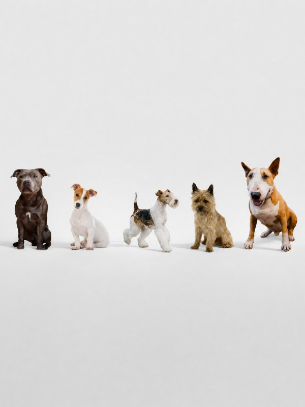 Terriers